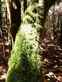 Close-up of moss growing on tree trunk