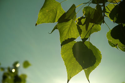 Low angle view of leaves against sky