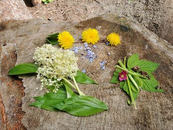 High angle view of yellow flowering plant