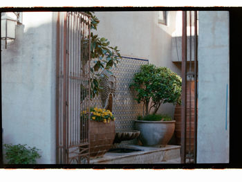 Potted plants outside building