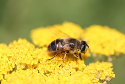 Close-up of bee pollinating on yellow flower outdoors
