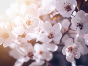 Close-up of cherry blossom