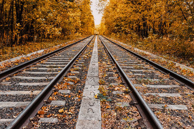 Railroad tracks amidst trees during autumn