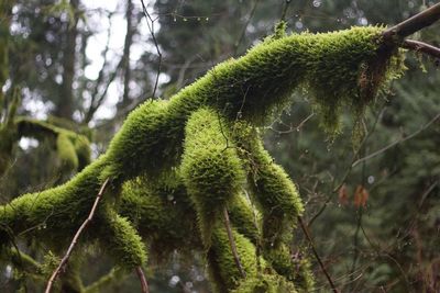 Close-up of fern growing on tree