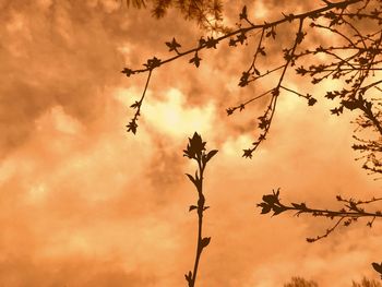 Low angle view of silhouette tree against orange sky