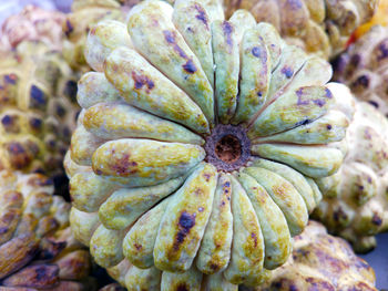 The sugar-apple or sweetsop is the fruit of annona squamosa.