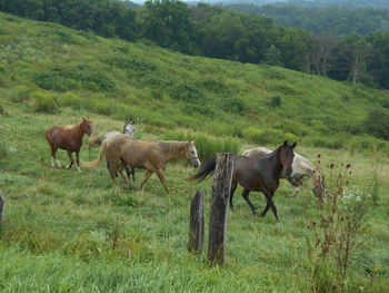 Cows on field against mountains