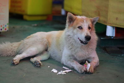 Close-up portrait of dog relaxing on floor