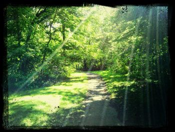 Trees in forest