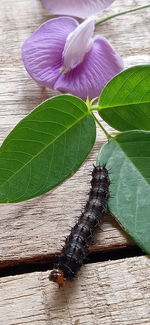 High angle view of purple flowering plant on table