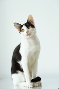 Portrait of cat sitting on white background