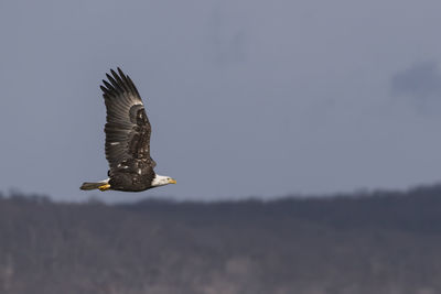 Bird flying in the sky