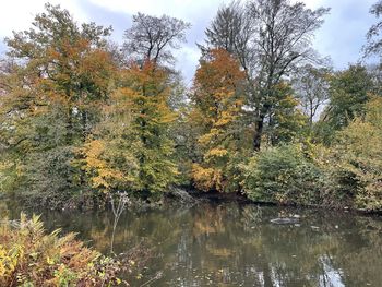 Trees by lake in forest during autumn