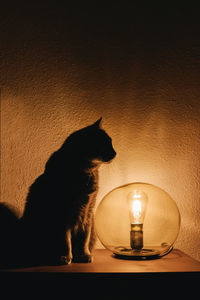 Cat looking away on illuminated lamp against wall