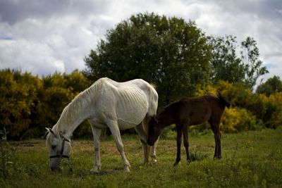 Side view of horse and foal grazing on field