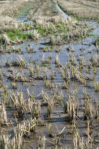 High angle view of grass on shore