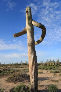 Close-up of cactus on field against sky