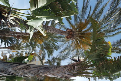 Low angle view of palm tree against sky