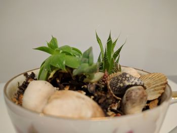 Close-up of fresh vegetables in plate