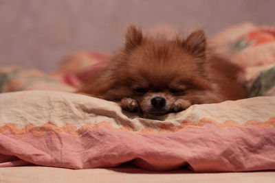 Close-up of puppy relaxing on bed