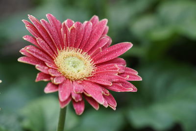 Close-up of pink flower