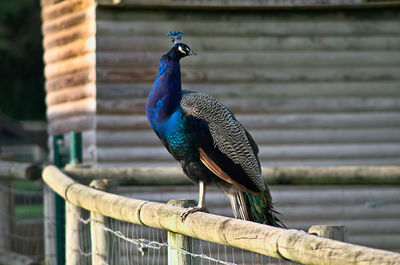 Close-up of peacock over an enclosure
