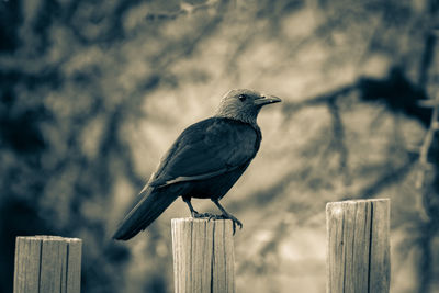 Close-up of bird perching on wooden post