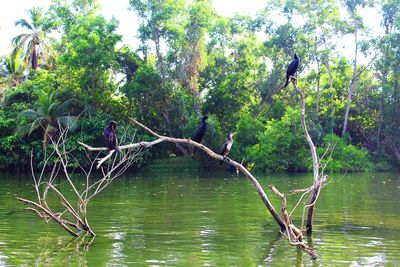 View of a tree in lake