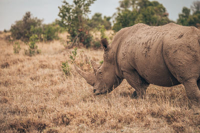 Rhino grazing at field