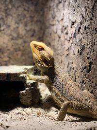 Close-up of lizard on rock