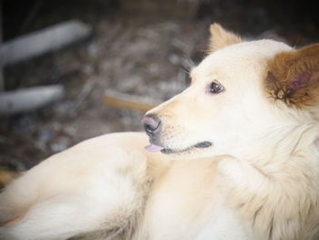 Close-up of dog looking away