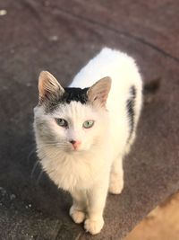 High angle portrait of cat by white wall