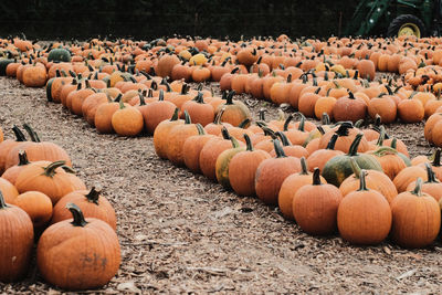 Close-up of pumpkins on field