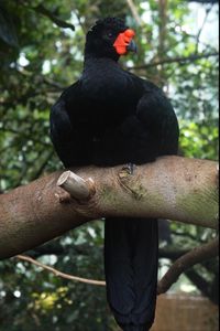 Close-up of bird perching on tree