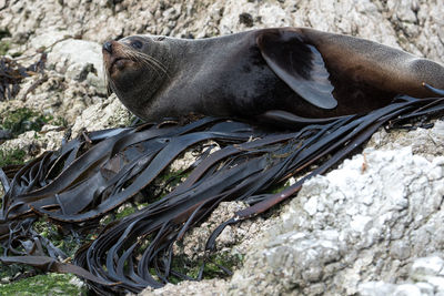 Close-up of sea lion on rock