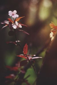 Close-up of flower against blurred background