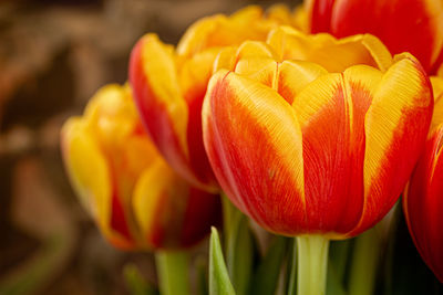 Close-up of red tulip