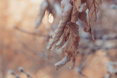 Close-up of dry plant