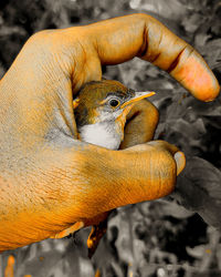 Close-up of a hand holding a bird