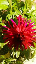 Close-up of pink flowers