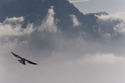 Low angle view of bird flying in sky