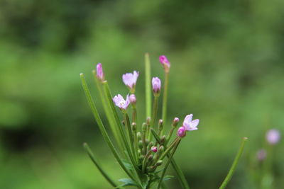 Close-up of pink flowering plant