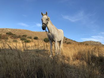 The lonely horse on the hillside