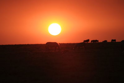 Silhouette horse grazing on field against orange sky