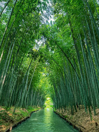 High angle view of man walking in forest