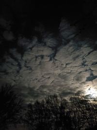 Low angle view of trees against sky at night