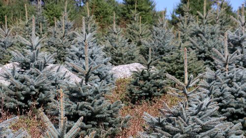 Close-up of snow covered pine trees