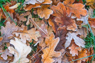 High angle view of autumn leaves on tree