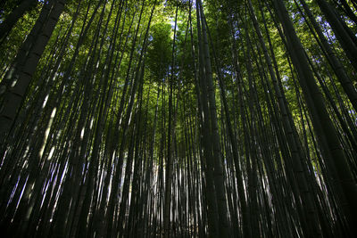 Low angle view of bamboo trees in forest