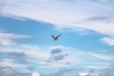 Low angle view of bird flying against sky